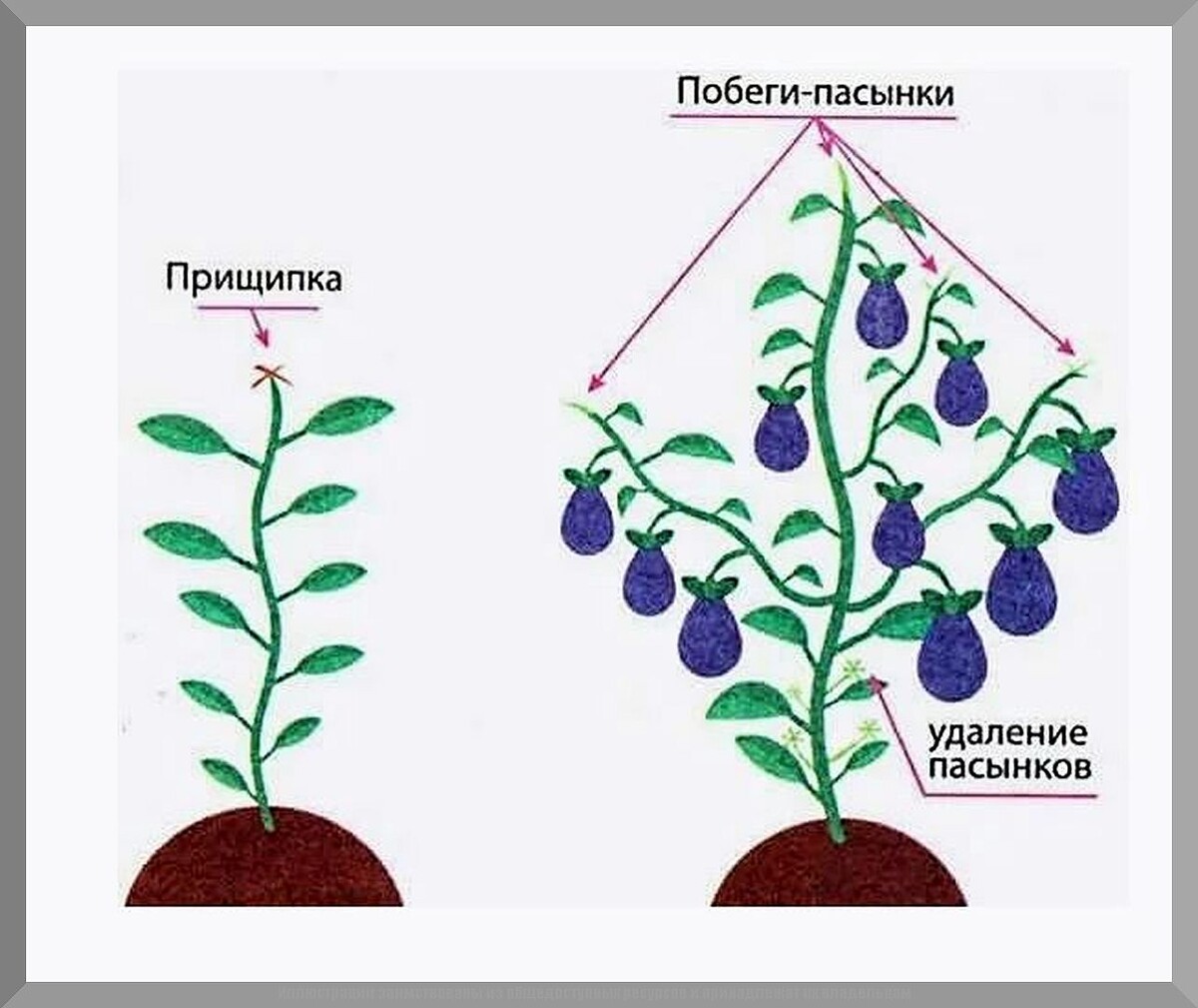 Садово-огородный ликбез: отвечаем на пятьдесят вопросов подписчиков. Июль 2025. Часть 1