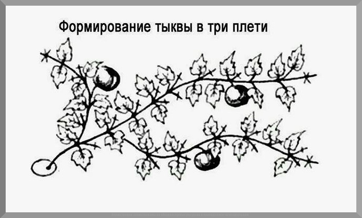 Садово-огородный ликбез: отвечаем на пятьдесят вопросов подписчиков. Июль 2025. Часть 1